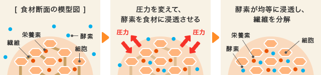 食材断面の模型図