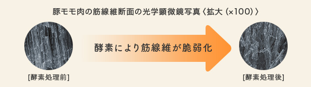 豚モモ肉の筋線維断面の光学顕微鏡写真