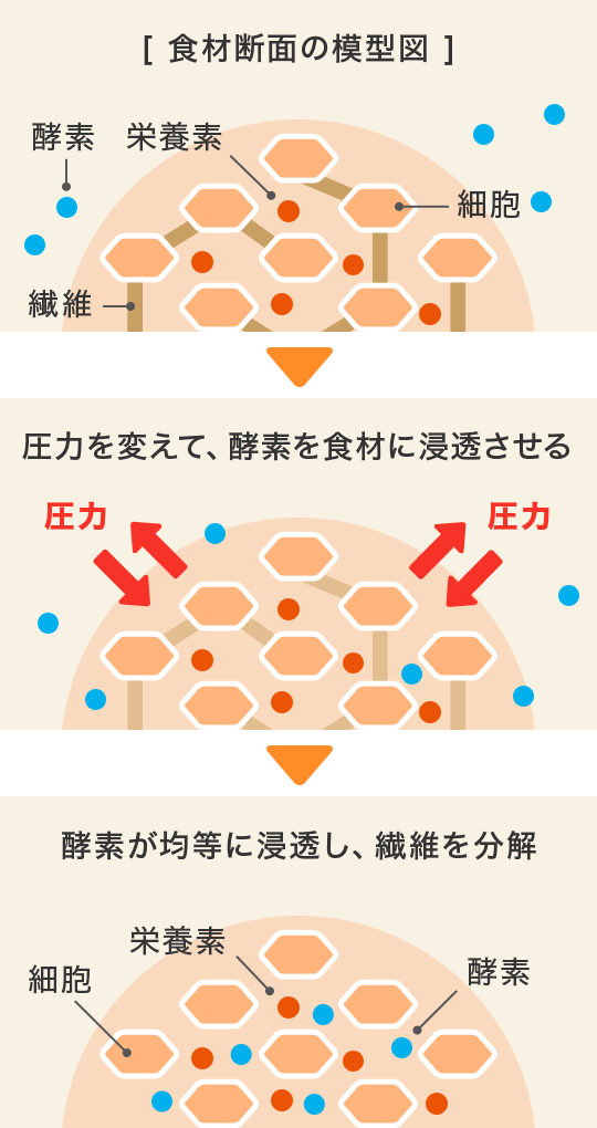 食材断面の模型図