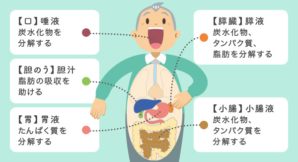 前編 消化器の機能と消化吸収を助けるポイント 体の機能とケア 介護食のあいーと イーエヌ大塚製薬