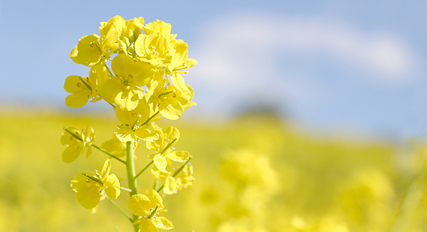 3月の食材は「菜の花」